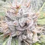 Gelato 33 & 24K Gold