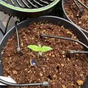 Amnesia - Super Strains