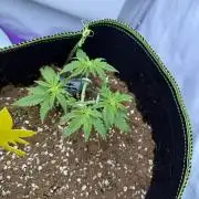 Black Domina - Superstrainseeds