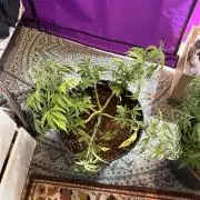 Wedding Cake - Super Strains