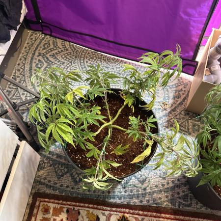 Wedding Cake - Super Strains