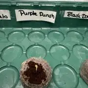 Purple Punsh Superstrainseeds