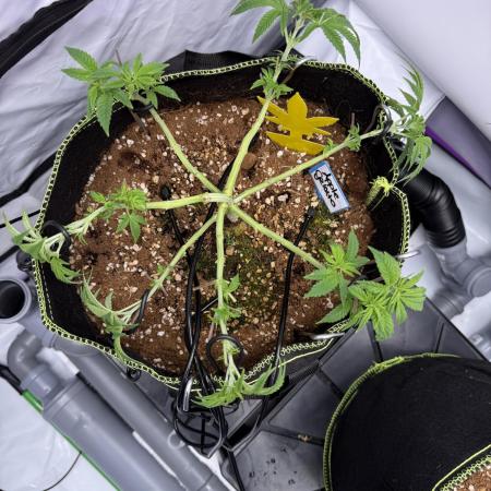 Apple Gelato - Super Strains