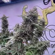 Apple Gelato - Super Strains