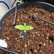 Amnesia - Super Strains