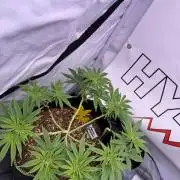 Apple Gelato - Super Strains