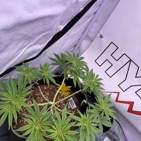 Apple Gelato - Super Strains