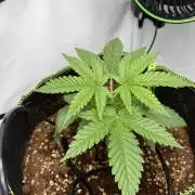 Apple Gelato Superstrainseeds