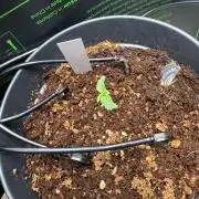 Hermana de la Noche - Super Strains