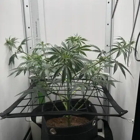 VGrow Super Lemon Haze