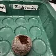 Black Domina Superstrainseeds