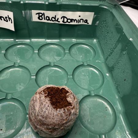 Black Domina Superstrainseeds