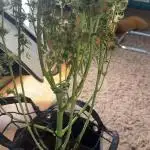 VGrow Super Lemon Haze