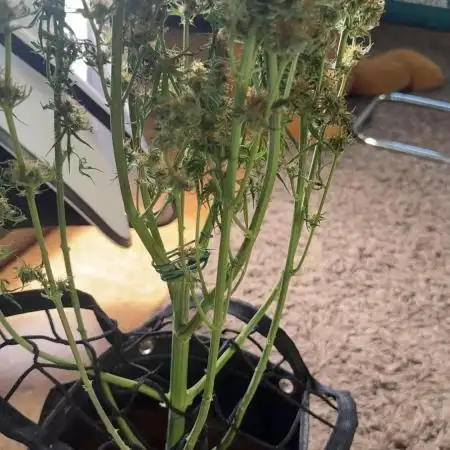 VGrow Super Lemon Haze