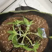 Apple Gelato Superstrainseeds