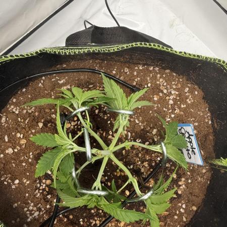 Apple Gelato Superstrainseeds