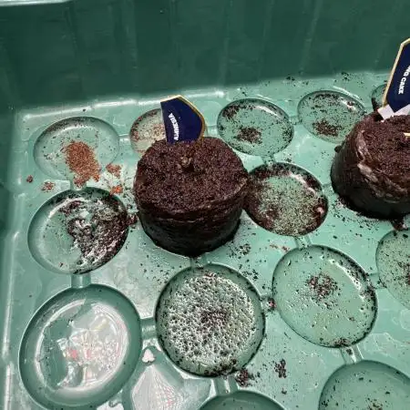 Amnesia - Super Strains