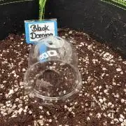 Black Domina Superstrainseeds