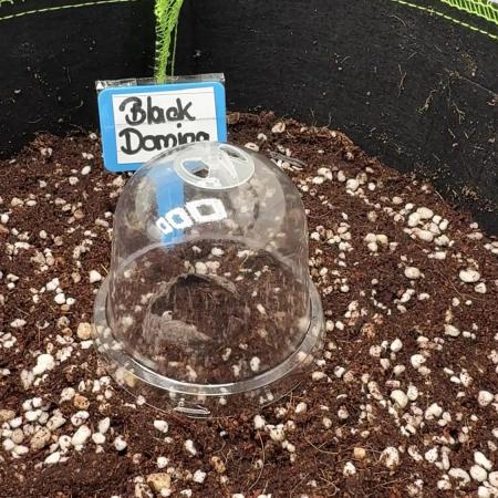 Black Domina Superstrainseeds