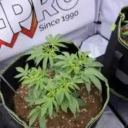 Purple Punch - Super Strains