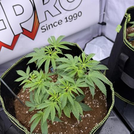 Purple Punch - Super Strains