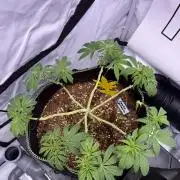 Apple Gelato - Super Strains