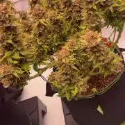 Gelato 33 & 24K Gold