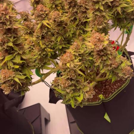 Gelato 33 & 24K Gold