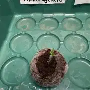 Apple Gelato Superstrainseeds