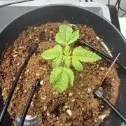 Hermana de la Noche - Super Strains