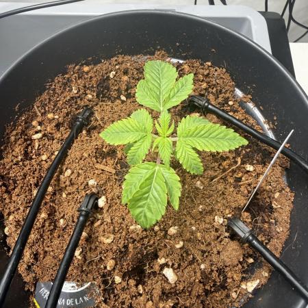 Hermana de la Noche - Super Strains