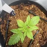 Wedding Cake - Super Strains