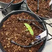 Wedding Cake - Super Strains