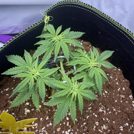 Black Domina - Superstrainseeds