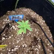 Black Domina Superstrainseeds