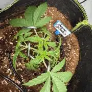 Apple Gelato Superstrainseeds