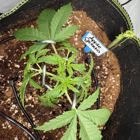 Apple Gelato Superstrainseeds