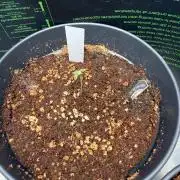 Hermana de la Noche - Super Strains