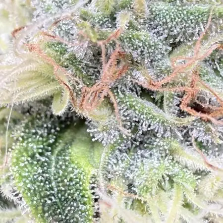 Gelato 33 & 24K Gold