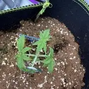 Black Domina - Superstrainseeds