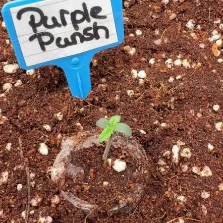 Purple Punsh Superstrainseeds