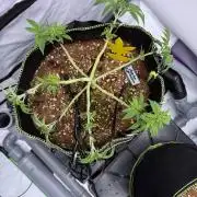 Apple Gelato Superstrainseeds