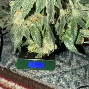 Purple Punch - Super Strains