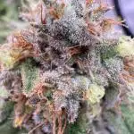 Gelato 33 & 24K Gold