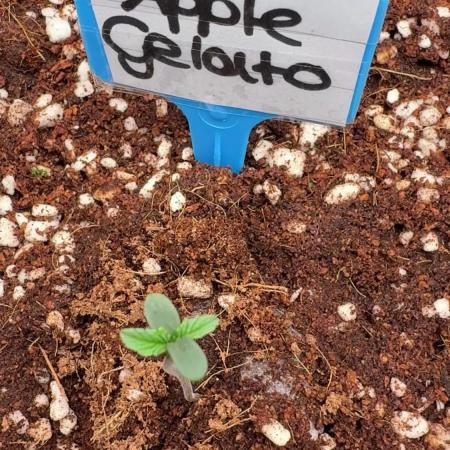 Apple Gelato Superstrainseeds