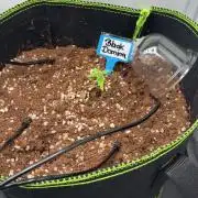 Black Domina Superstrainseeds