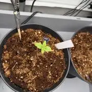 Amnesia - Super Strains