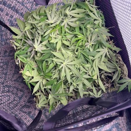 Gelato 33 & 24K Gold