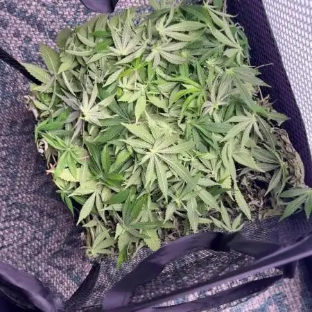 Gelato 33 & 24K Gold