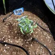 Purple Punsh Superstrainseeds